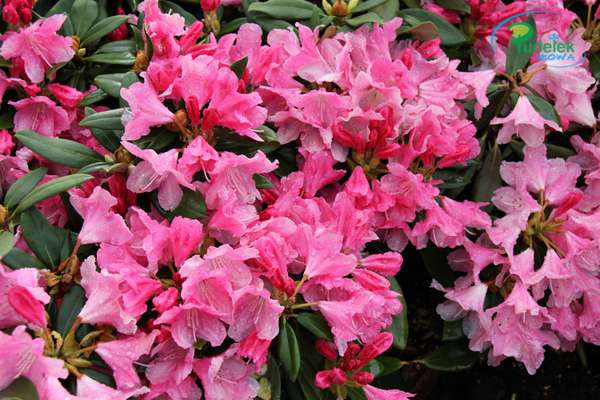 Rhododendron Schneverdingen